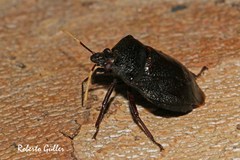 Antiteuchus mixtus
