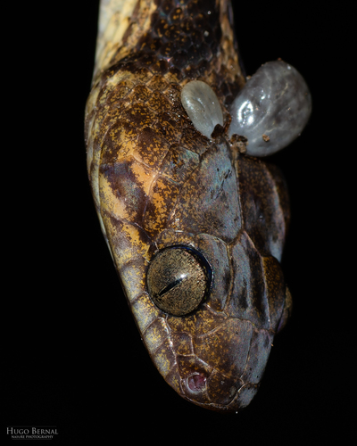 Northern Cat-eyed Snake, Leptodeira ornata