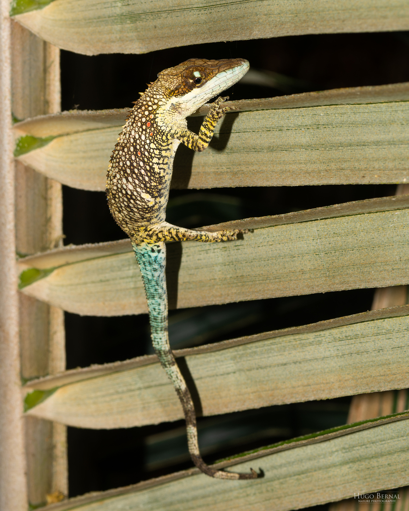 Tequendama Anole