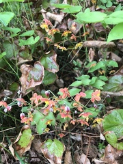 Epimedium