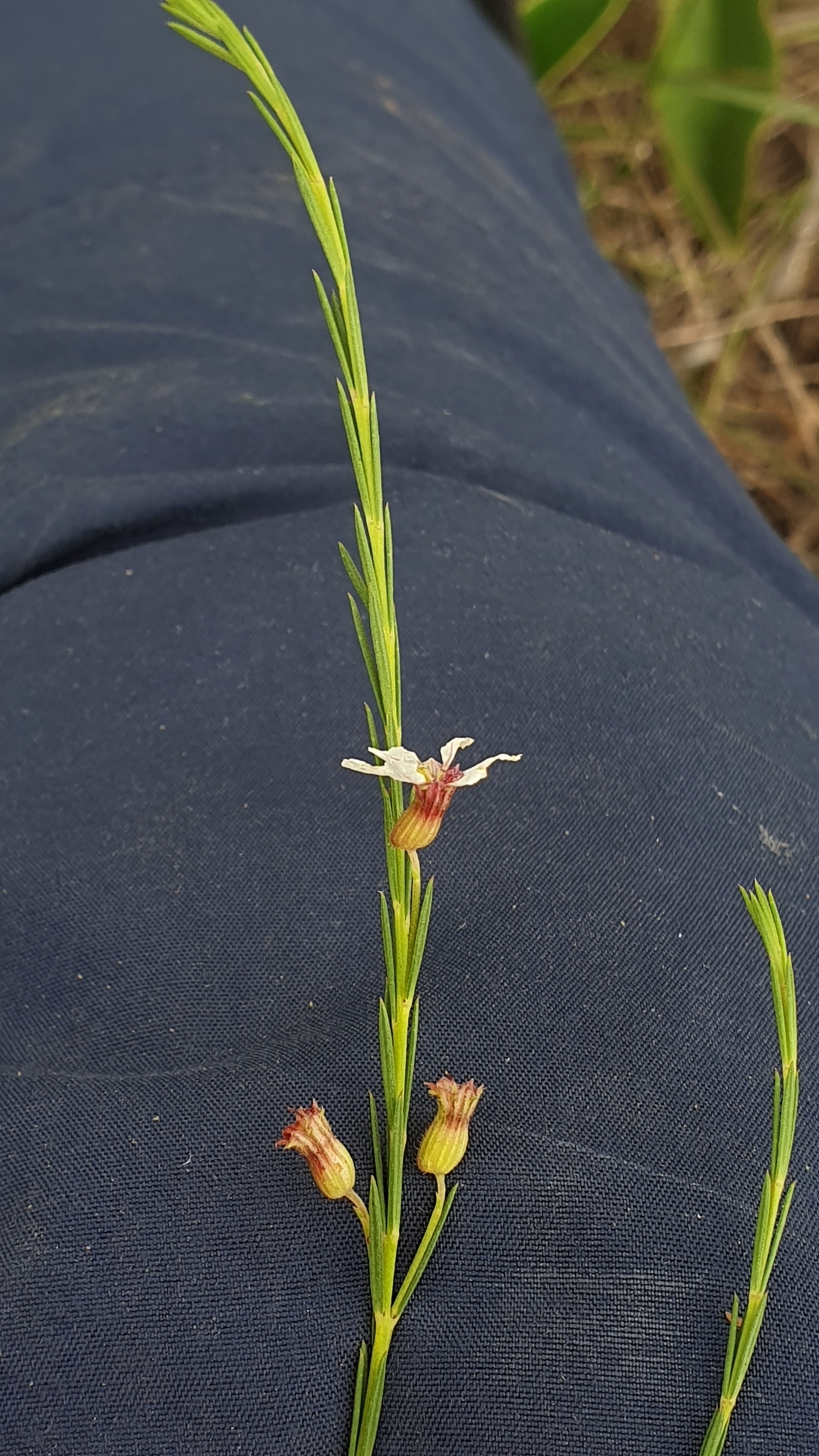 Cuphea acicularis