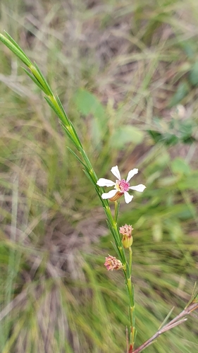 Image of Cuphea Acicularis (Cuphea acicularis) by (c) João Arthur Rabello, some rights reserved (CC BY)