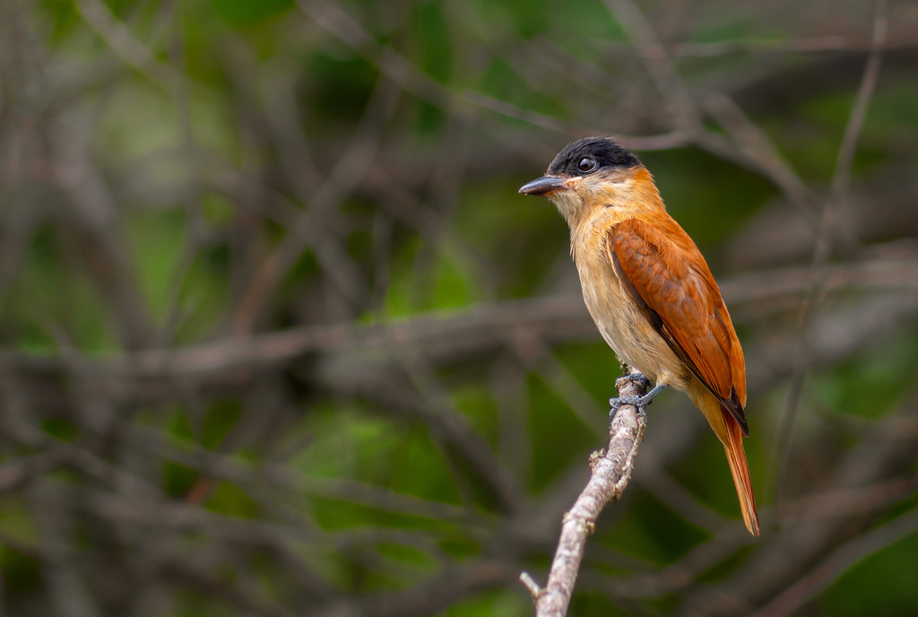 Crested Becard photo