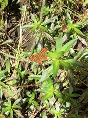 Antillea pelops