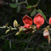 Camptosema praeandinum - Photo (c) Tomás Carranza Perales, algunos derechos reservados (CC BY), subido por Tomás Carranza Perales