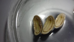 Stenoplax limaciformis