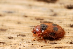 Coccidula scutellata