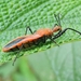 Siamocoris - Photo (c) Cheryl Stinchcomb, some rights reserved (CC BY), uploaded by Cheryl Stinchcomb