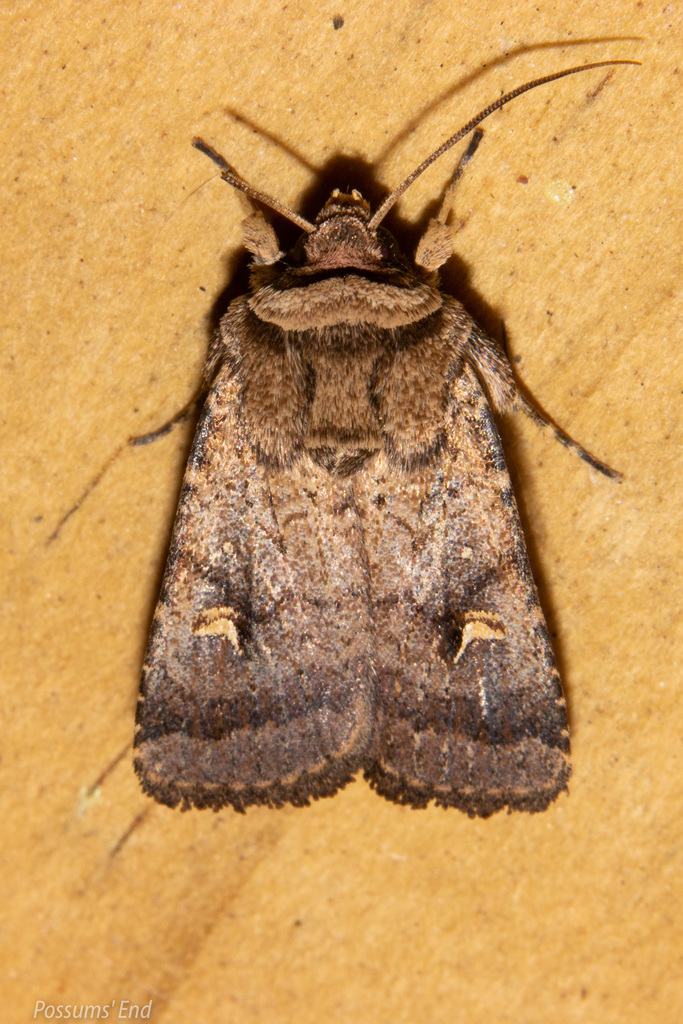 Proteuxoa tetronycha