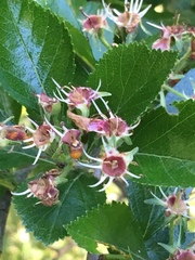 Crataegus tracyi