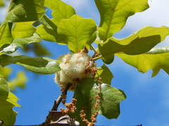 Callirhytis quercusoperator