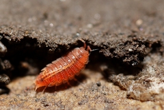 Androniscus dentiger