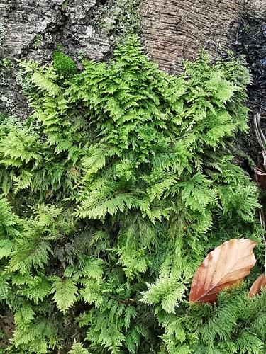 Common Tamarisk-moss (Thuidium tamariscinum)