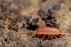 Androniscus dentiger