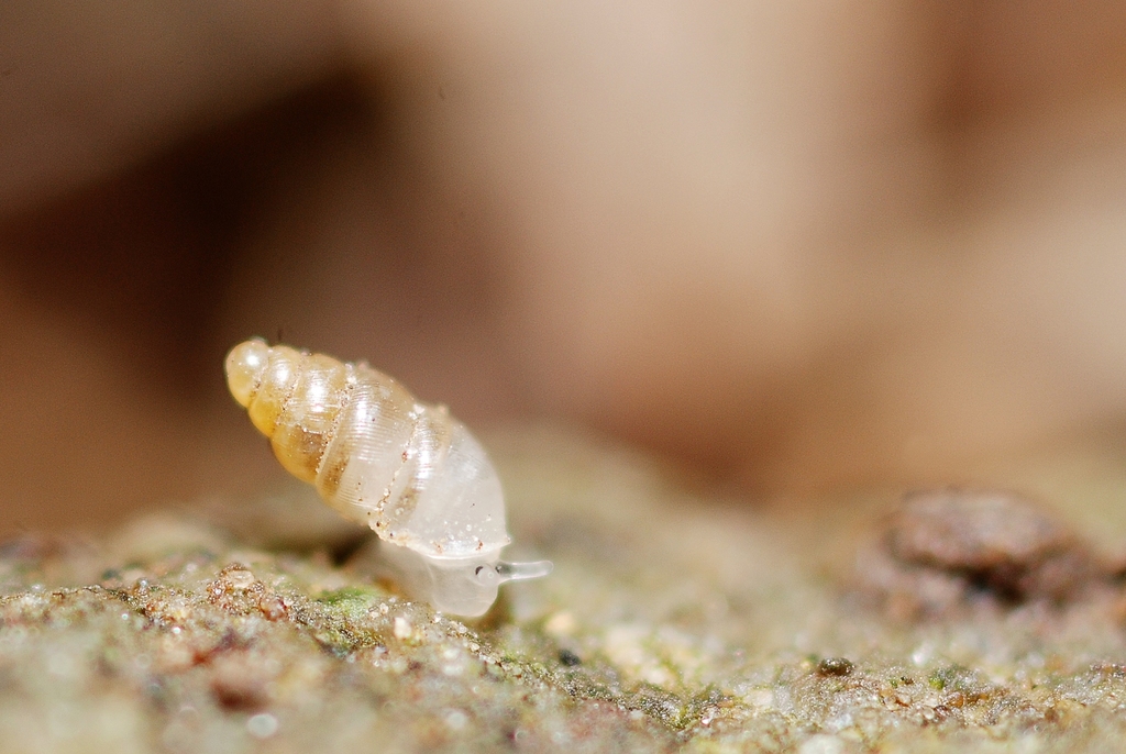 Long-toothed Herald Snail