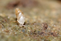 Carychium