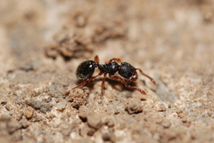 Myrmecina graminicola