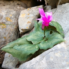 Cyclamen repandum