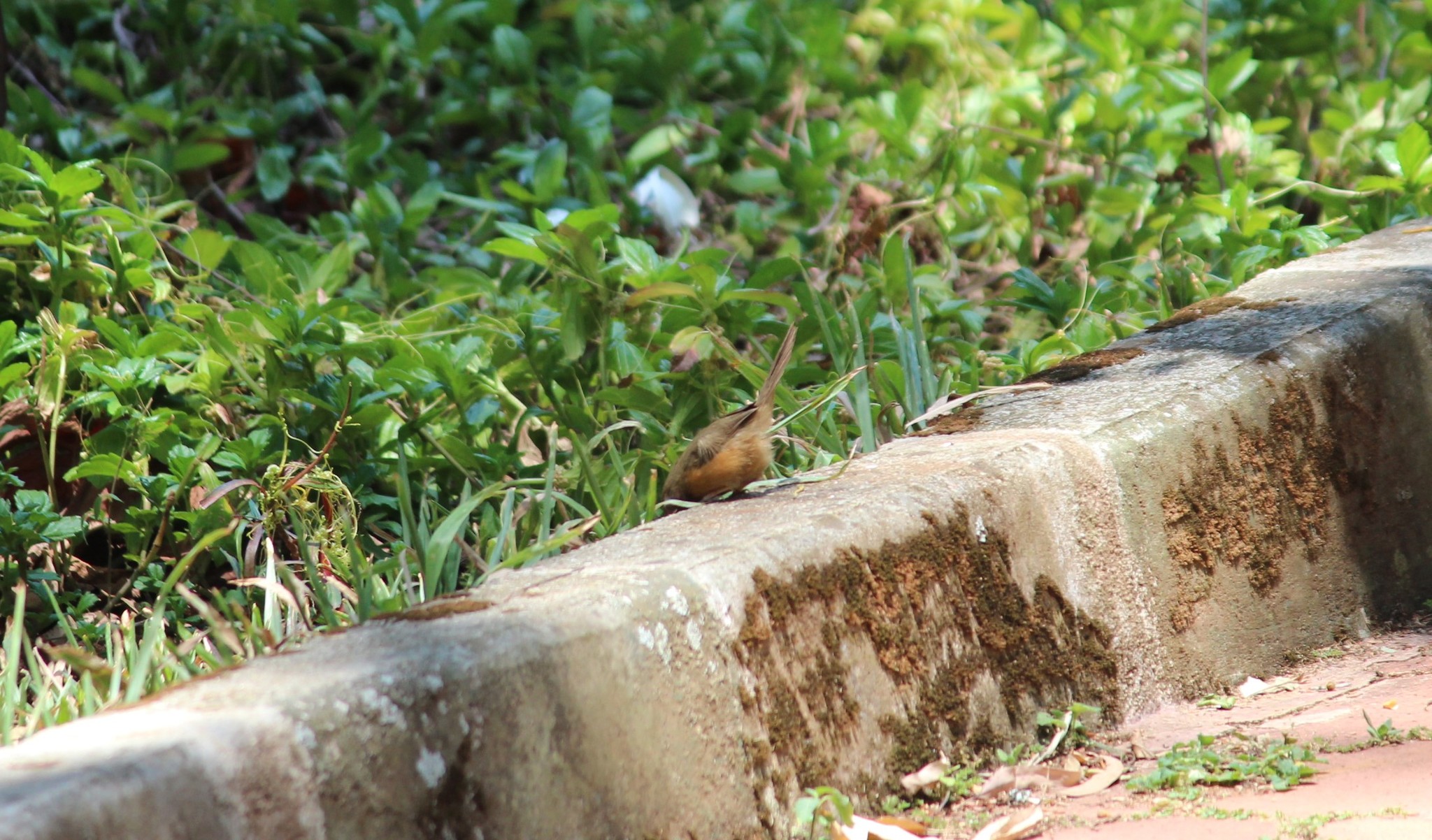 Tawny-bellied Babbler