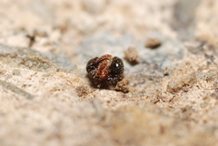 Myrmecina graminicola