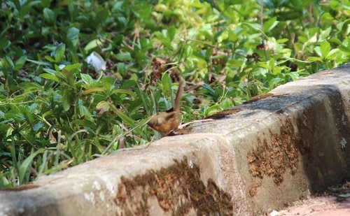 Dumetia hyperythra