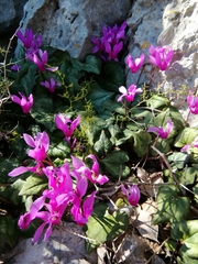 Cyclamen repandum
