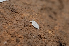 Platyarthrus hoffmannseggii