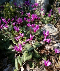 Cyclamen repandum