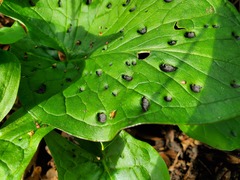 Gefleckter Aronstab (Arum maculatum): Herkunft und Verwendung — Foto 3