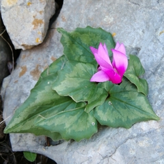 Cyclamen repandum