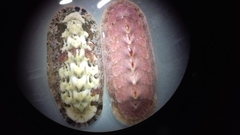 Stenoplax limaciformis