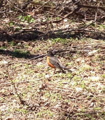Turdus migratorius