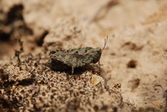 Tetrix tenuicornis