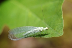 Pseudomallada ventralis