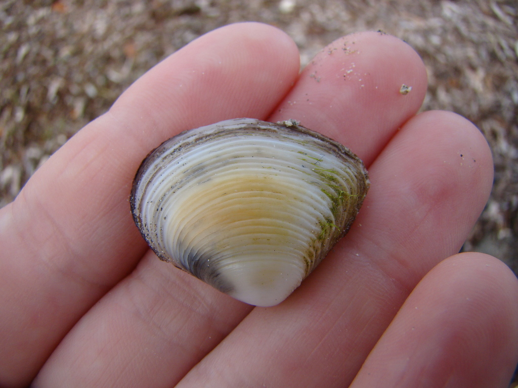 Striated Little Triangle Shell