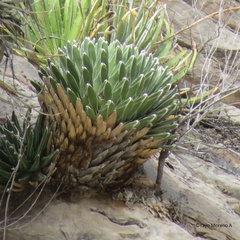 Agave victoriae-reginae