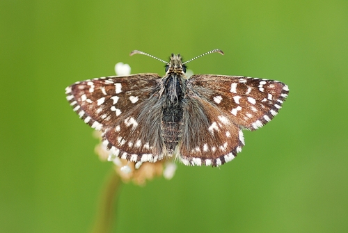 Grizzled Skipper