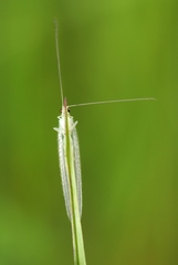 Chrysopidia ciliata