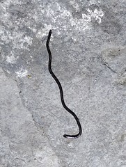 Indotyphlops braminus