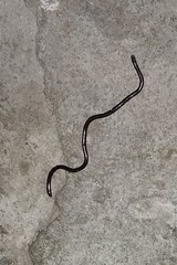Indotyphlops braminus