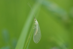 Chrysopidia ciliata