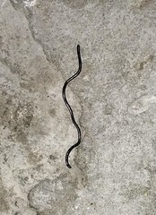 Indotyphlops braminus
