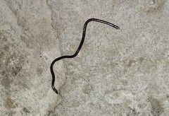 Indotyphlops braminus