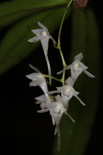 Mystacidium nguruense