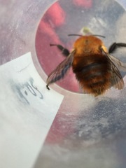Bombus rubicundus