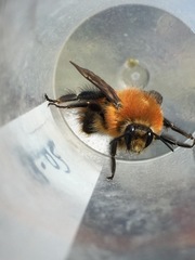 Bombus rubicundus