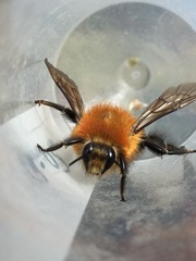 Bombus rubicundus