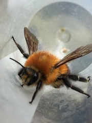 Bombus rubicundus