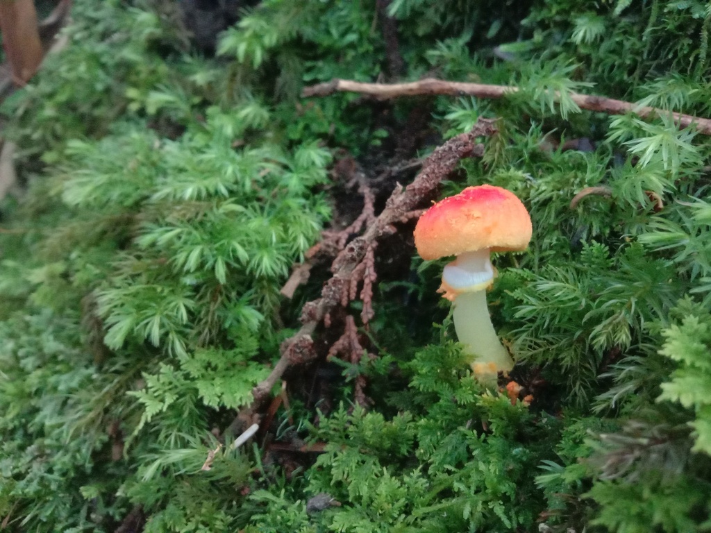 Amanita rubrovolvata · July 2023 · photo: © vrxz (iNaturalist, cc-by-sa)