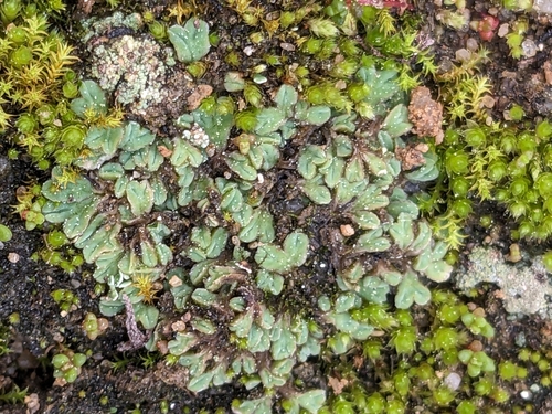Image of Riccia lamellosa by no rights reserved